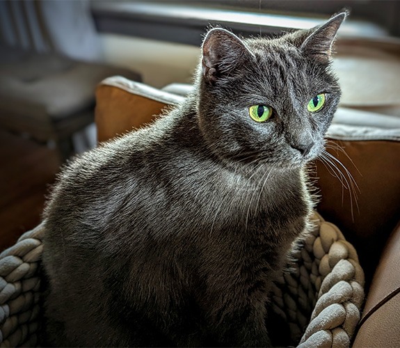 Doctor Snider's senior Russian Blue cat, named Newt, setting in a basket while staring outside.