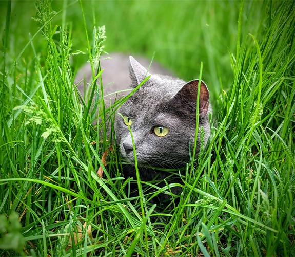 Doctor Snider's senior Russian Blue cat, named Newt, roaming through tall grass in a field.
